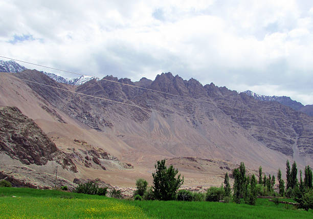 Poplar trees Poplar trees and sandhills surrounded by Himalayan mountains moonland stock pictures, royalty-free photos & images