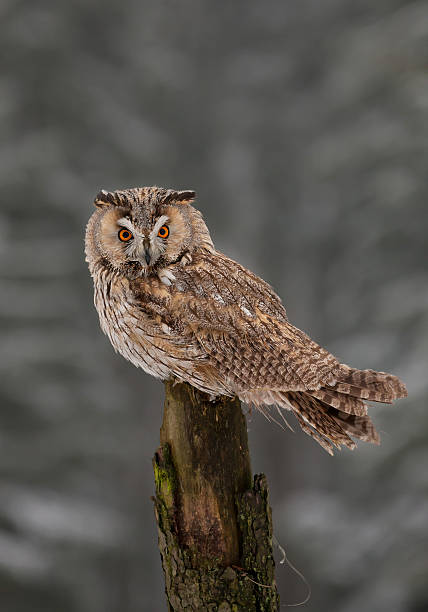 istock Long eared owl sitting on stump 518308632
