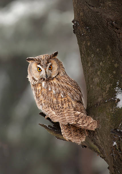 istock Long eared owl sitting on the branch 518308712