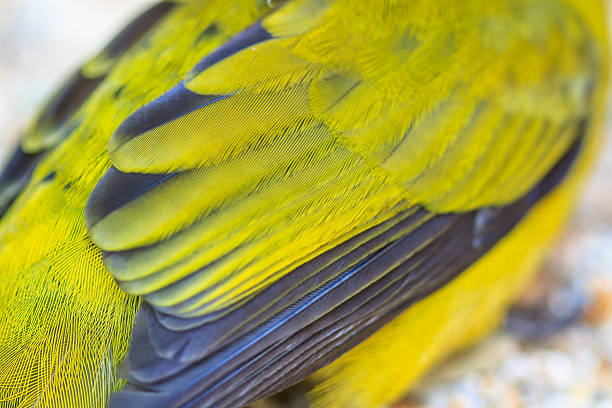 The parakeet calopsitte or cockatiel, domestic. Daily maintenance.