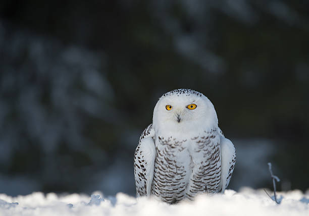 istock Snowy owl sitting on the snowy plain 518309190