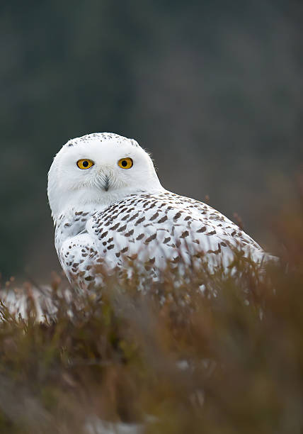 istock Snowy owl sitting in the heath 518309276