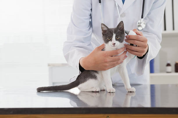 istock Vet examining a cute kitten 518309283