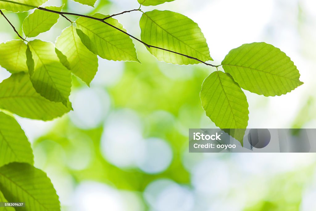 Fresh Green Leaves fresh green leaves close up Environmental Conservation Stock Photo