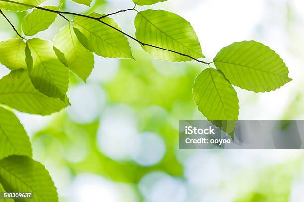 Fresh Green Leaves Stock Photo - Download Image Now - Environmental Conservation, Freshness, Green Color