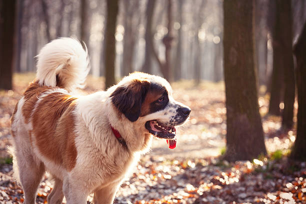 foto del perro - saint bernard fotografías e imágenes de stock