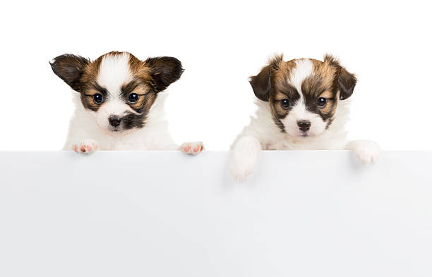 istock Two Papillon puppies on white background 518309857