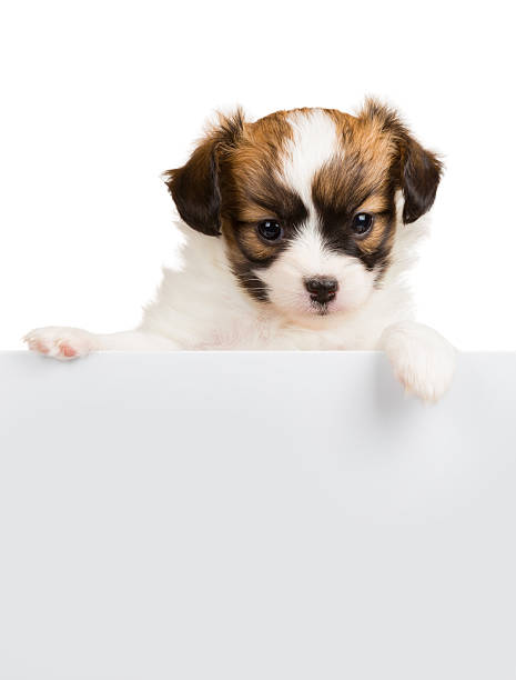 istock Cute little puppy Papillon leans on blank banner 518309865
