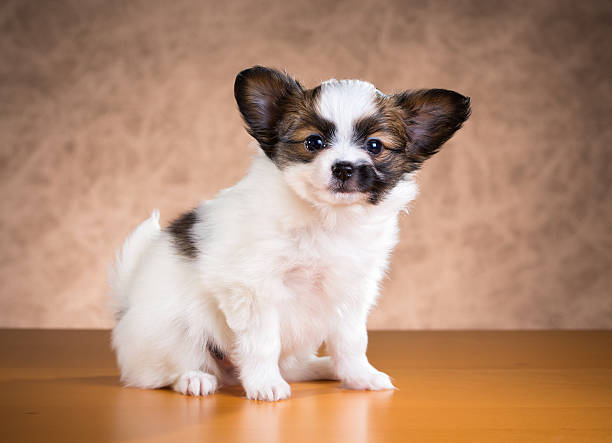 istock Cute Papillon puppy 518309871