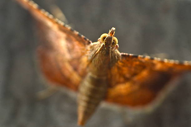 Macro of a small moth stock photo