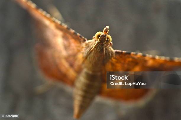 Macro Of A Small Moth Stock Photo - Download Image Now - Animal, Animal Body Part, Animal Wildlife