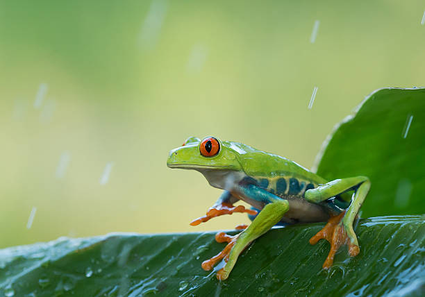 istock Red eye tree frog on the leaves 518309948
