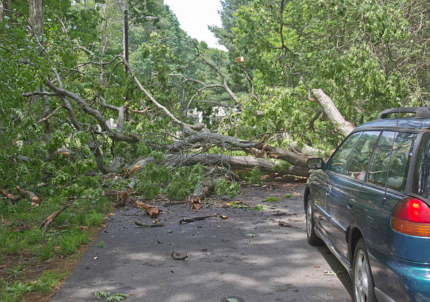 Fallen Tree Blocks Car stock photo