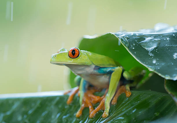 istock Red eye tree frog on the leaves 518309978