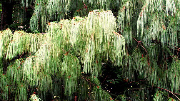 Pinus wallichiana Pinus wallichiana branch pinus wallichiana stock pictures, royalty-free photos & images