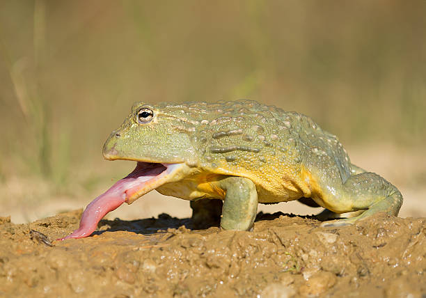 African bullfrog in the mud African bullfrog in the mud, looking at prey, clean green background, Czech Republic anura stock pictures, royalty-free photos & images