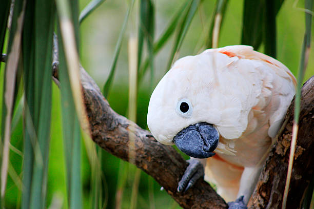 istock The Salmon-crested cockatoo 518310417