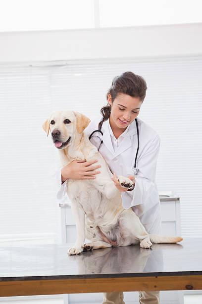 istock Smiling veterinarian examining a cute dog 518310519