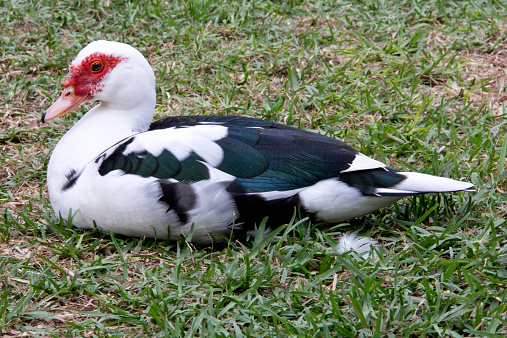 Muscovy Duck, invasive, cairina moschata, waterfowl, Florida, nuisance, poultry