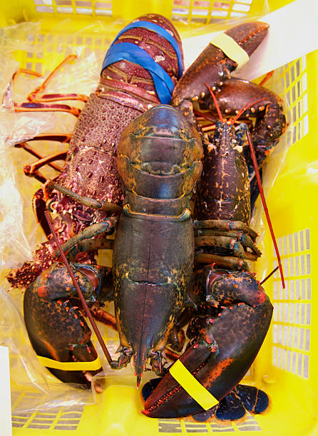 istock Lobsters in Shopping Basket 518311160