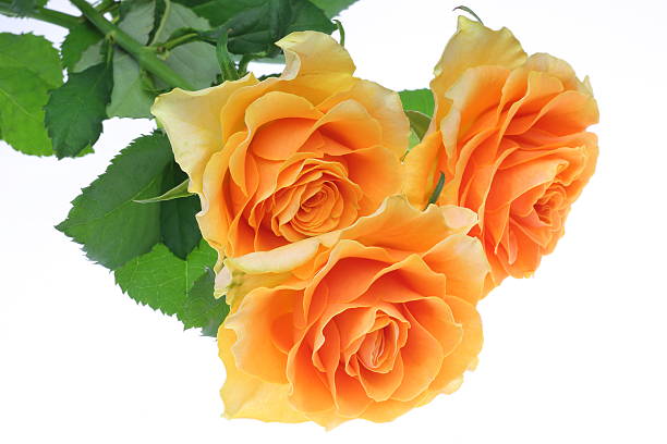 istock Bouquet of roses 518312113