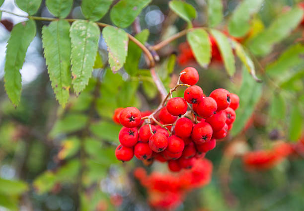istock Closeup of ripe Rowan Berries 518313149