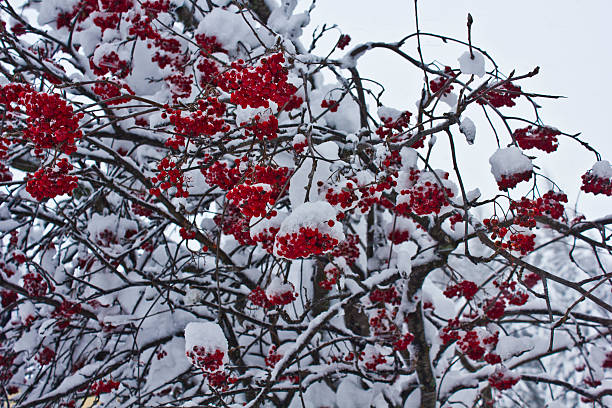 bacche rosse coperto con neve - madesimo immagine foto e immagini stock