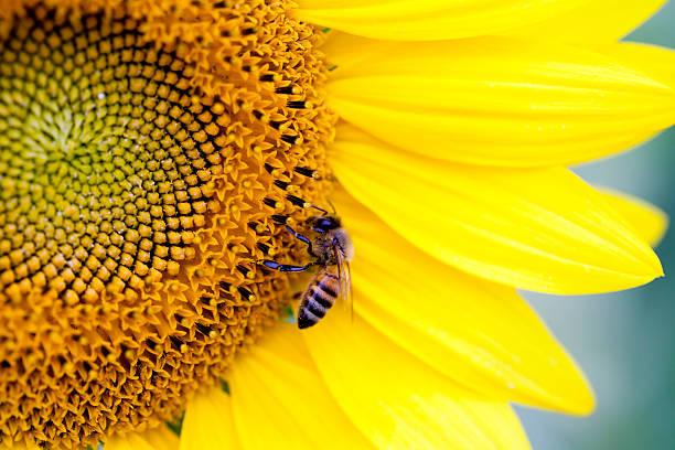 honig biene auf eine sonnenblume - pollenkorn stock-fotos und bilder