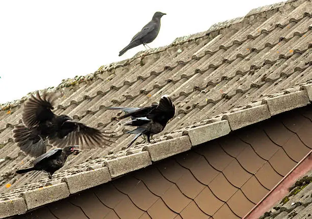 Young corvids on the roof top