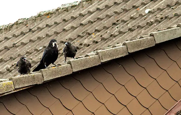 Corvids on the roof top