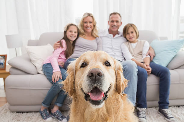 familie sitzen auf der couch mit golden retriever in den vordergrund - hundeartige fotos stock-fotos und bilder