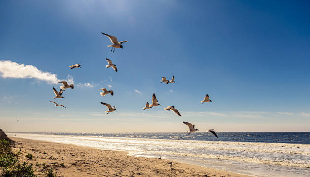 istock Sea gulls in the beach 518322062