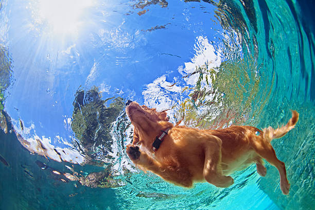 Underwater photo of dog swimming in outdoor pool Underwater photo of golden labrador retriever puppy in outdoor swimming pool play with fun - jumping and diving deep down. Activities and games with family pets and popular dog on summer holiday. raro stock pictures, royalty-free photos & images