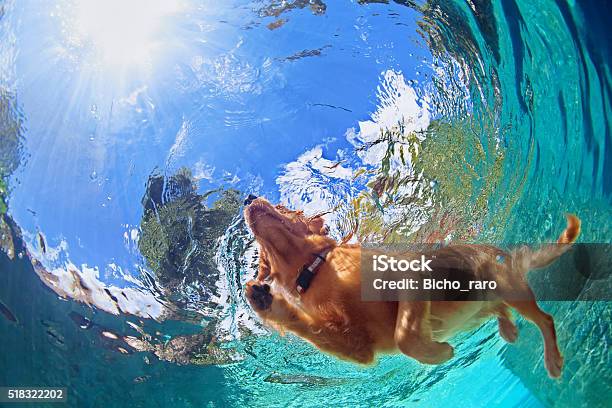 Underwater Photo Of Dog Swimming In Outdoor Pool Stock Photo - Download Image Now - Dog, Swimming, Swimming Pool