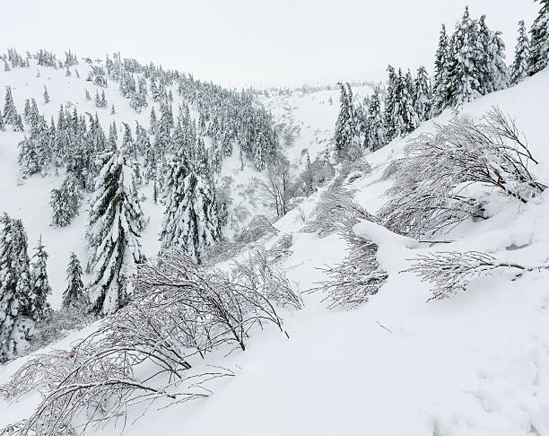 istock Icy snowy fir trees on winter hill. 518322204