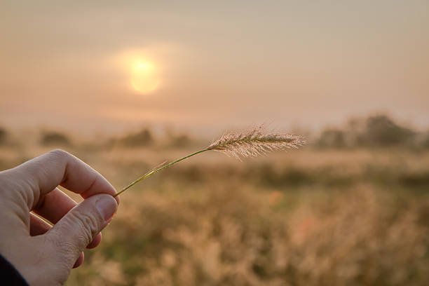 istock hand touching grass flower in autumn morning 518322364