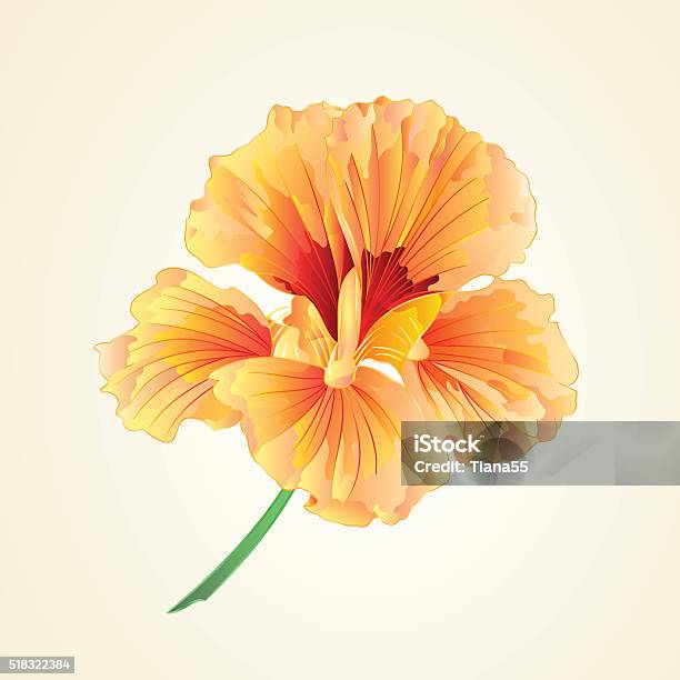 Spring Flower Watercress Vector Stock Illustration - Download Image Now - Cress, Crucifers, Flower