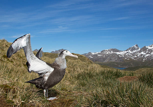 istock Young wandering albatross displaing 518322398