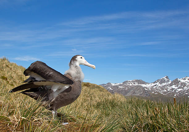 istock Young wandering albatross standing on nest 518322650