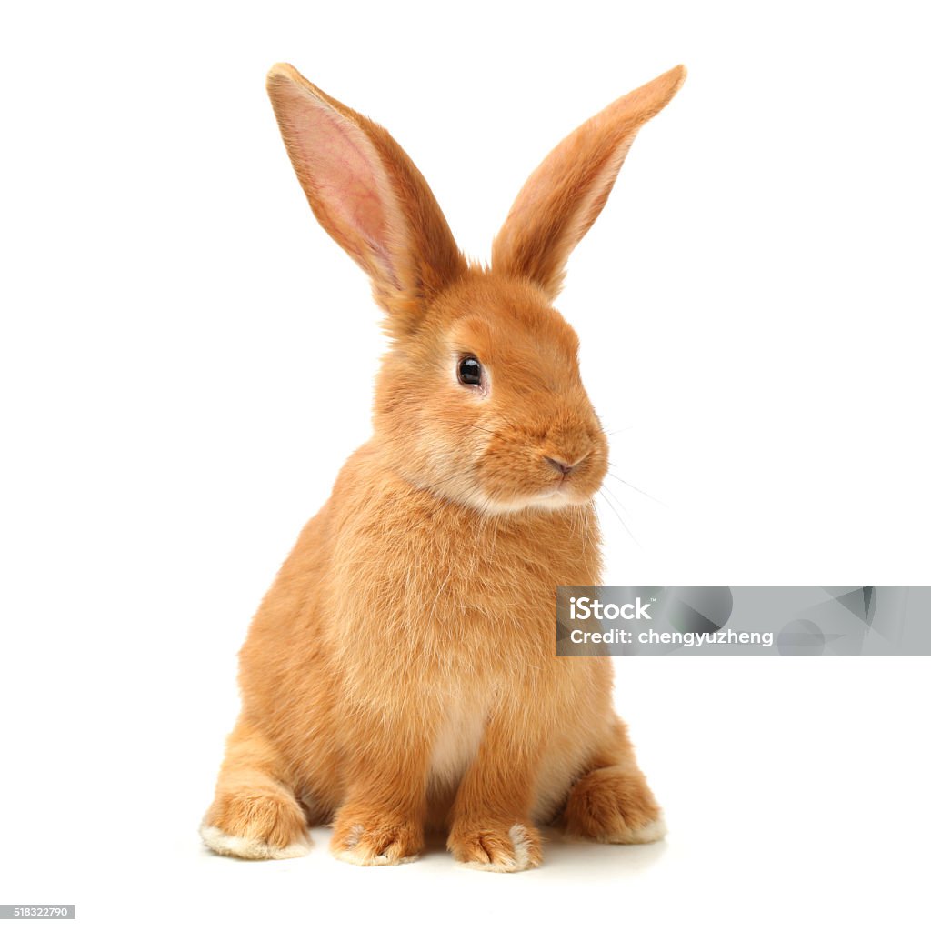 Baby of orange rabbit Baby of orange rabbit on white background Rabbit - Animal Stock Photo