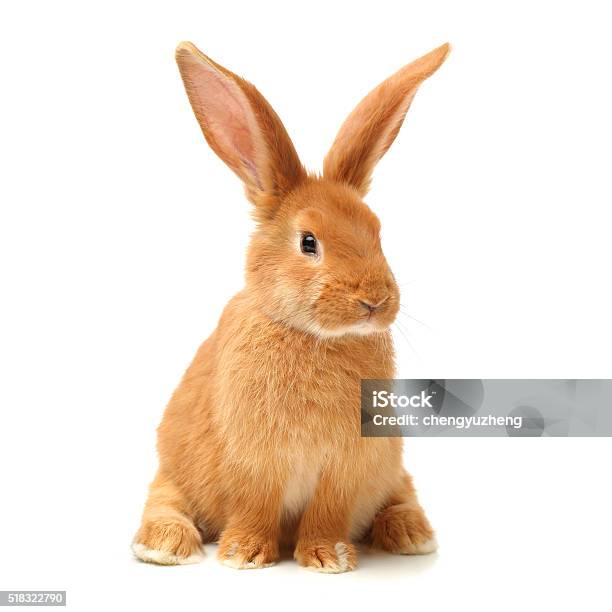 Baby Of Orange Rabbit Stock Photo - Download Image Now - Rabbit - Animal, Baby Rabbit, White Background