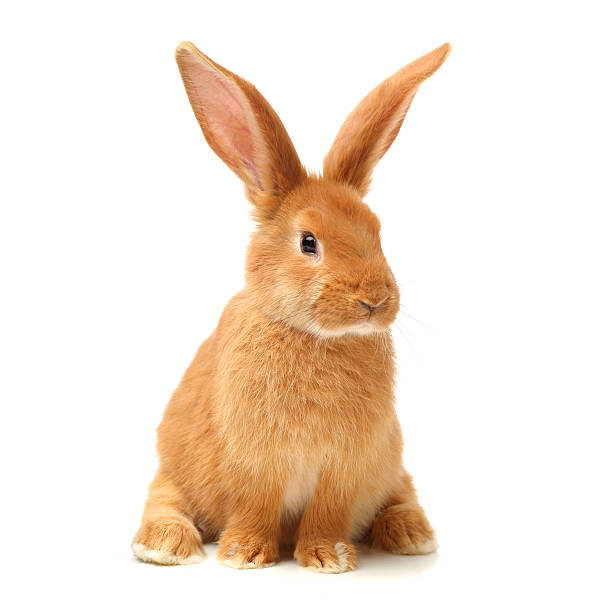pomarańczowy królik baby - rabbit zdjęcia i obrazy z banku zdjęć