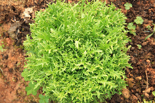 istock Ruccola plants in growth at garden 518323876