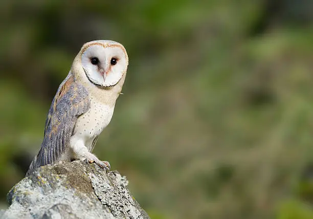 Photo of Barn owl sitting on the rock