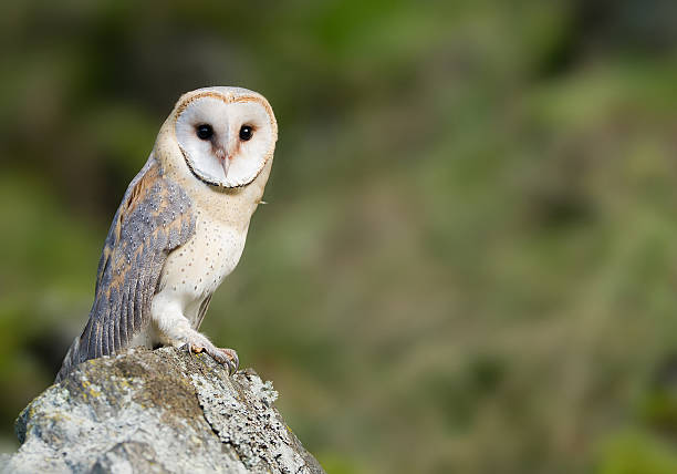 coruja-das-torres sentado no rocha - night perching owl imagens e fotografias de stock