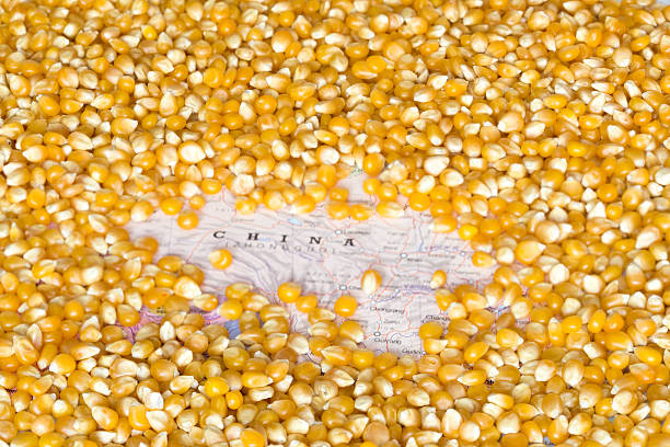 Geographical map of China covered by a background of corn seeds. This nation is the one of the five main producers and exporters of maize. Horizontal image.