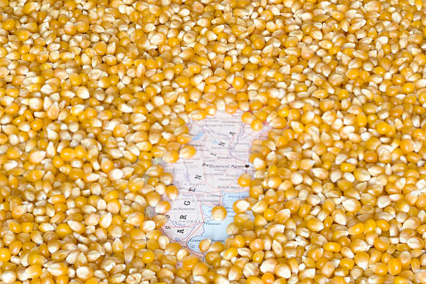 istock Map of Argentina under a background of corn seeds 518325240