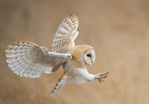 Photo of Barn owl in flight before attack