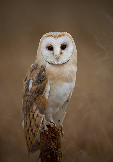 barn owl sitting on perch Common-Barn Owl Tyto Alba