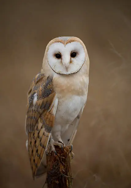 Photo of Barn owl sitting on perch